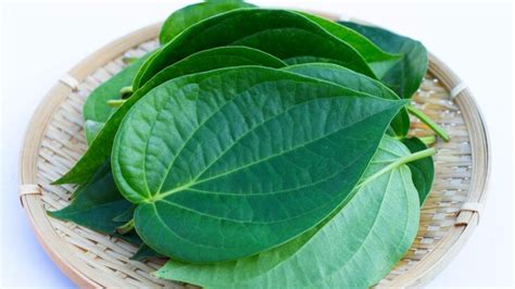 Significance of Paan – betel leaf .